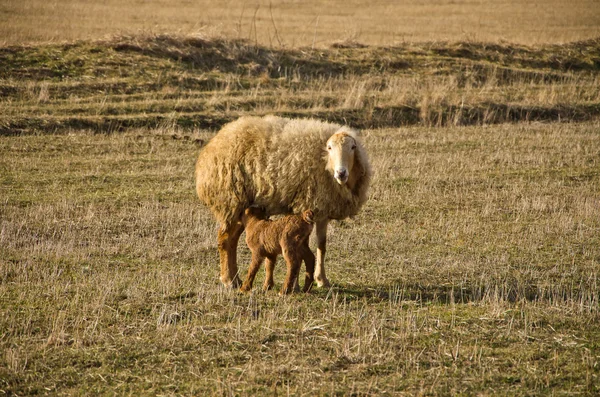 Stock image Sheep and lamb