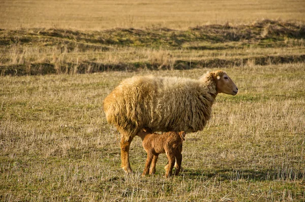 stock image Sheep and lamb in pasture