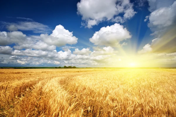 Луг пшеницы — стоковое фото