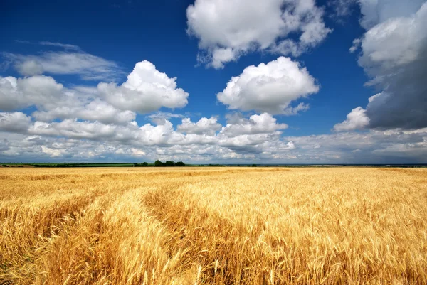 Prato di grano — Foto Stock