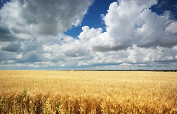 Çayır buğday — Stok fotoğraf