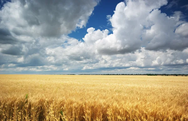 stock image Meadow of wheat