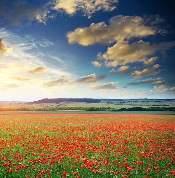 Big poppy meadow — Stock Photo, Image