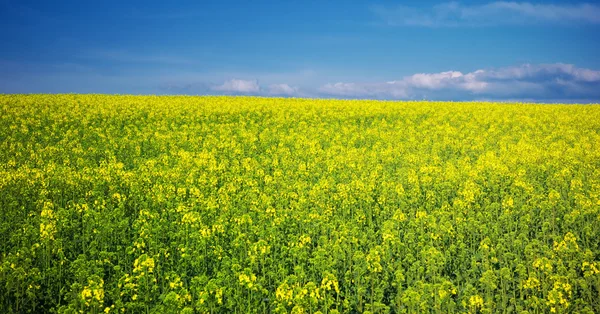 stock image Spring yellow meadow.