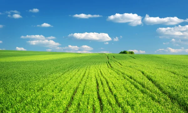 Gran prado verde —  Fotos de Stock