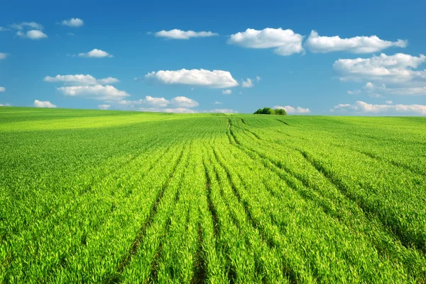 Gran prado verde — Foto de Stock