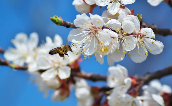 Пчела на лету — стоковое фото