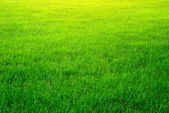 Zelené pozadí trávy