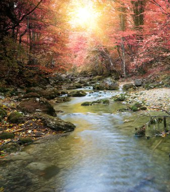 Sonbahar ormanında nehir