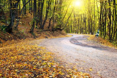 sonbahar ahşap yol