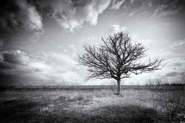 외로운 죽은 나무. — 스톡 사진