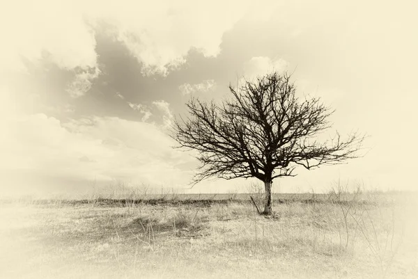 Magányos halott fa. — Stock Fotó