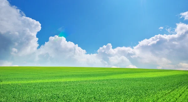 큰 녹색 풀밭 — 스톡 사진
