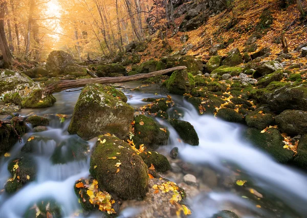 Осенний лес . — стоковое фото