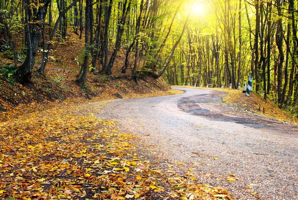 Straße im Herbstholz — Stockfoto