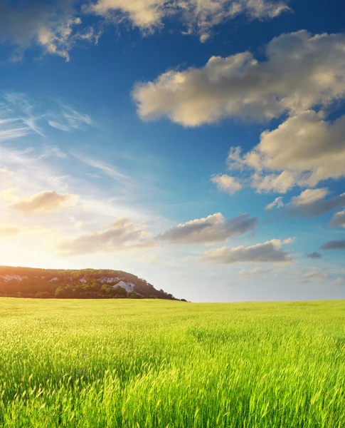 Pradera verde al atardecer — Foto de Stock