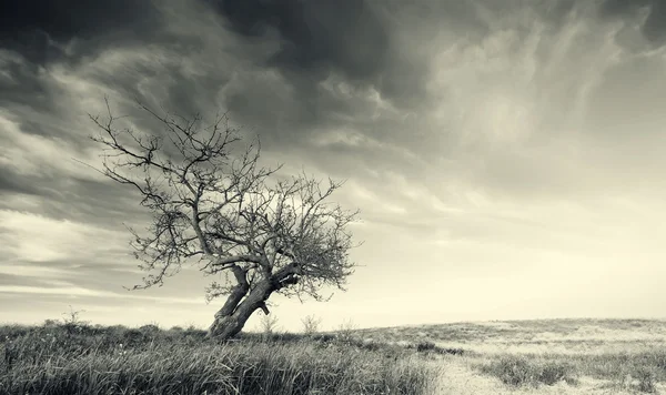 Árbol solitario — Foto de Stock