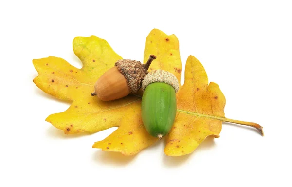 Isolated acorn — Stock Photo, Image