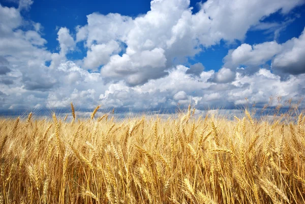 stock image Meadow of wheat.