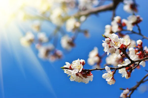 Sakura branch. — Stockfoto