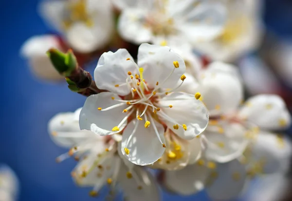 Fleur de printemps — Photo