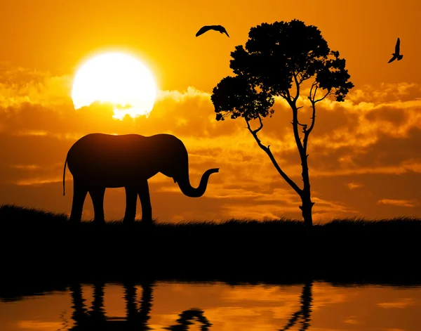 Silhuett av elefant — Stockfoto