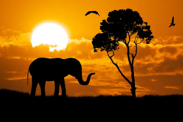 stock image Silhouette of elephant