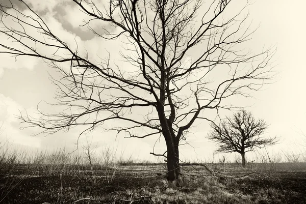 Eenzame dode bomen. kunst natuur. — Stockfoto