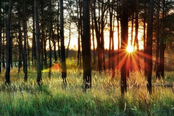 在森林里的阳光 — 图库照片