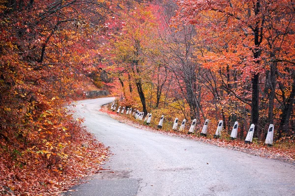 Straße im Herbstholz — Stockfoto
