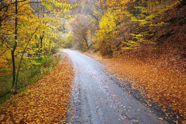 Camino en madera de otoño . — Foto de Stock