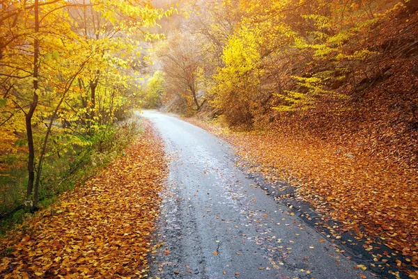 Δρόμος στο φθινόπωρο ξύλο. — Φωτογραφία Αρχείου