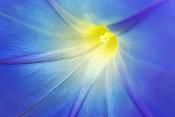 Stock image Macro of blue flower