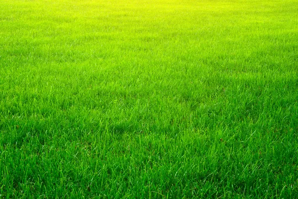 Fundo de grama verde Fotografia De Stock