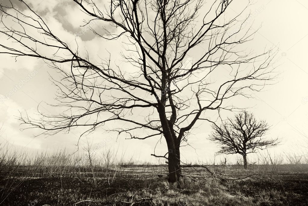 Lonely dead trees. Art nature.