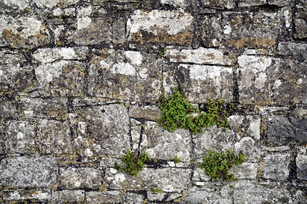Фрагмент каменной стены — стоковое фото