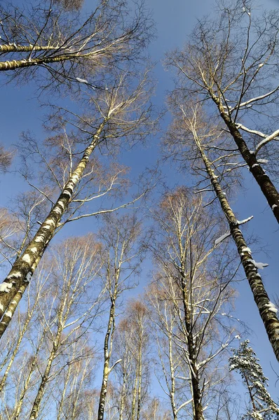 Březový les v zimě — Stock fotografie