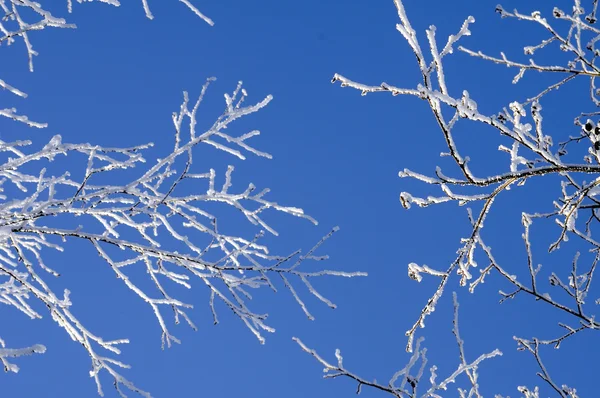 Ağaç donuyla kaplı ağaçlar — Stok fotoğraf