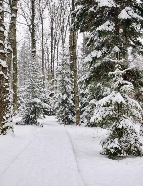 Inverno in una foresta — Foto Stock