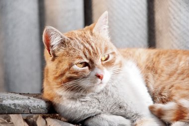 zencefil kedi