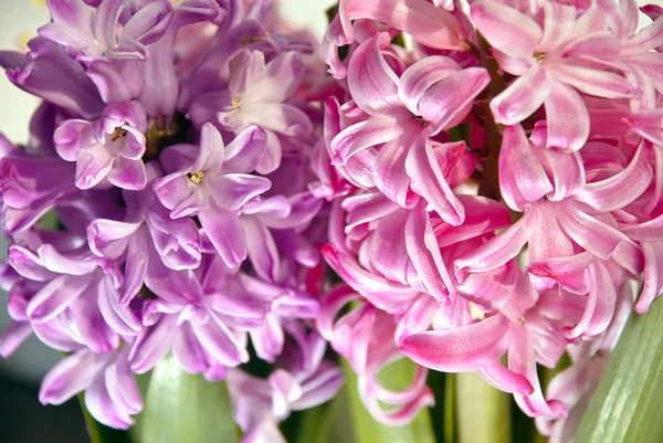 stock image Spring flowers