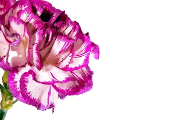 バイオレット花 — ストック写真