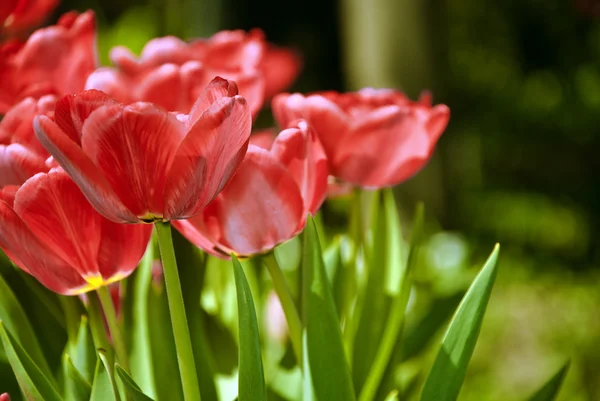 Красные тюльпаны в солнечном саду — стоковое фото
