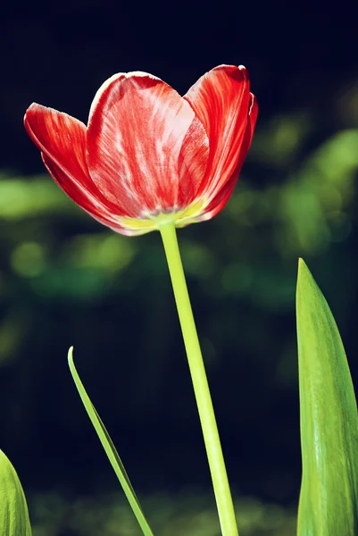 Тюльпан в саду — стоковое фото