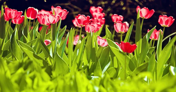 Красные тюльпаны в солнечном саду — стоковое фото