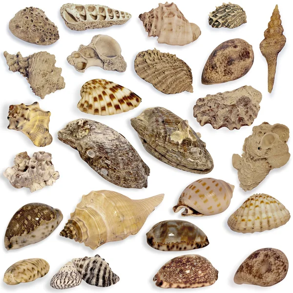 stock image Collection seashell