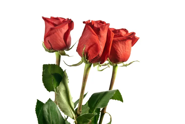 Красные розы — стоковое фото