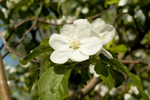 Imaculado, bela maçã flor — Fotografia de Stock