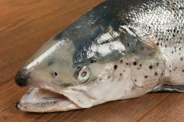 Der Kopf des norwegischen Lachses — Stockfoto