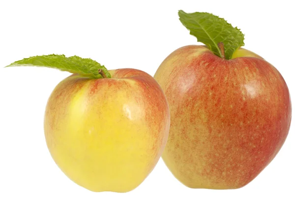 Dwa jabłka - duże i małe — Zdjęcie stockowe
